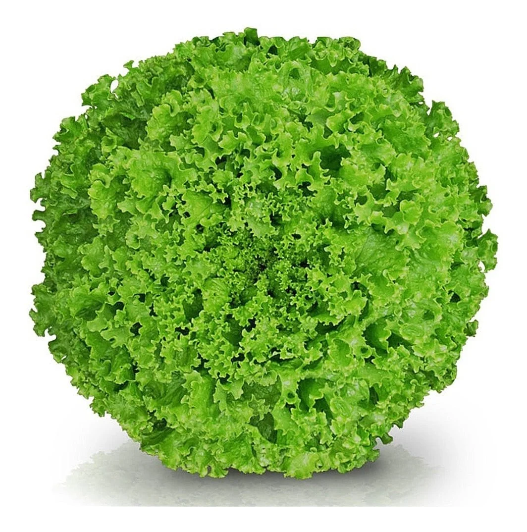 ALFACE CRESPA
