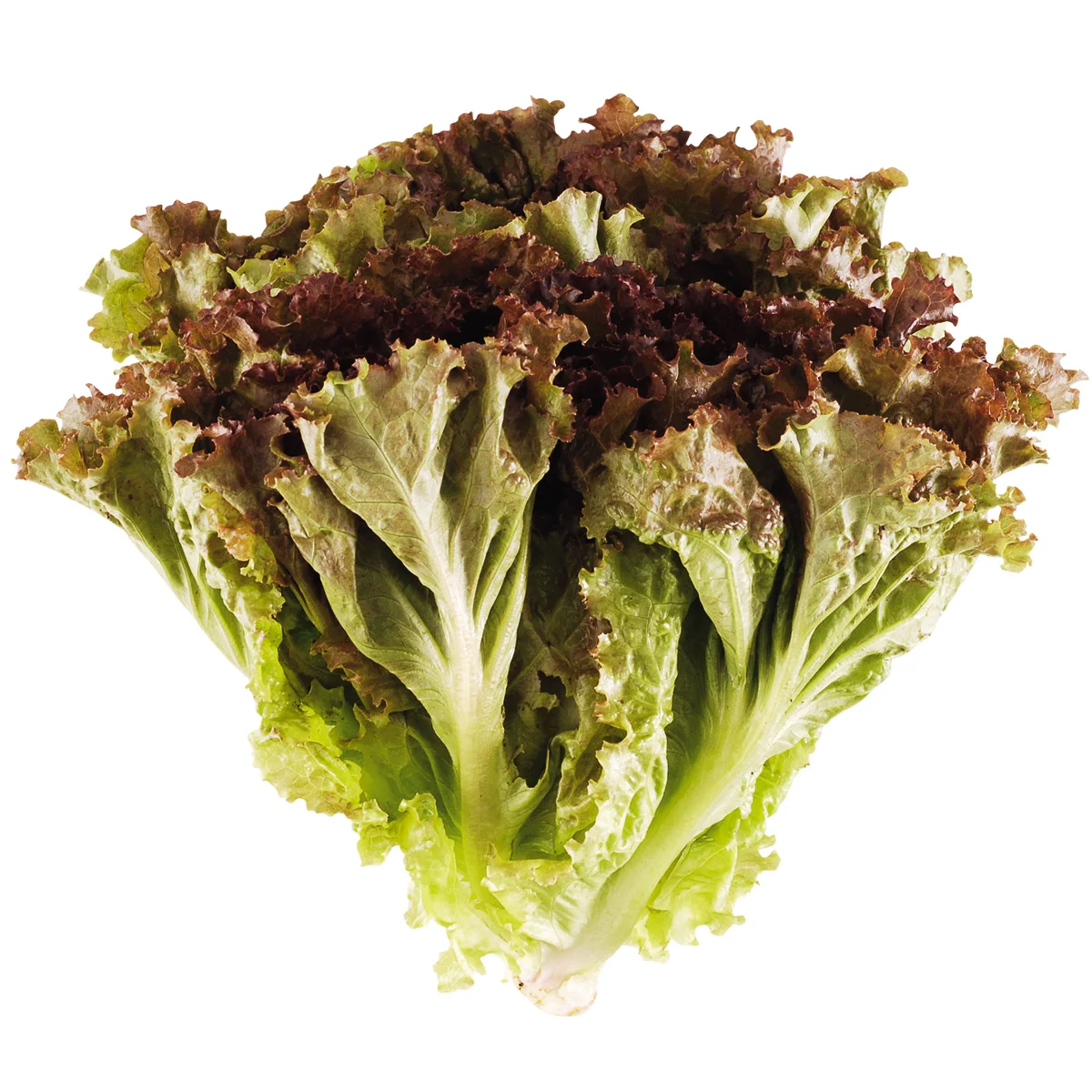 ALFACE ROXA