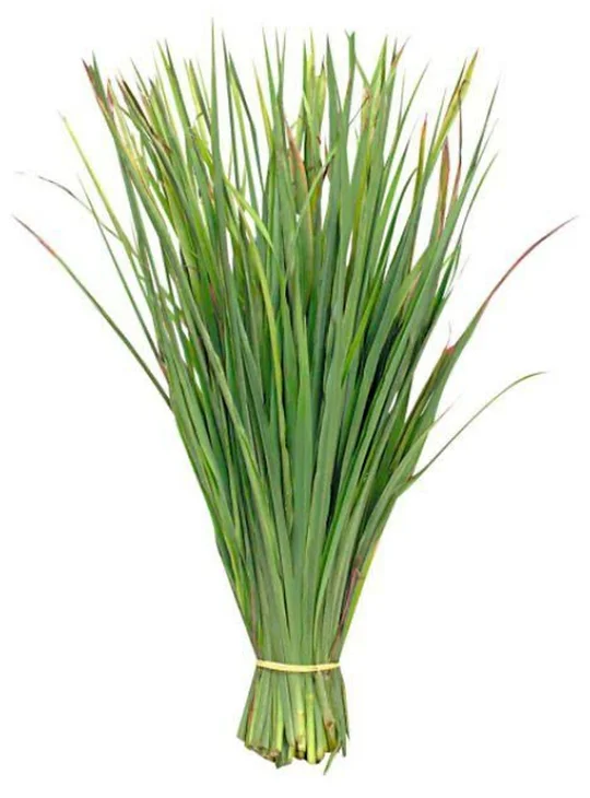 CAPIM CIDREIRA